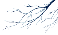 冬天积雪树枝图片