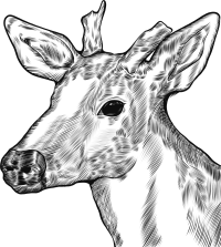 保护野生动物线描鹿头线稿