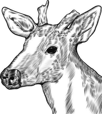 保护野生动物线描鹿头线稿