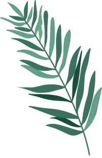 热带植物细长叶子图片