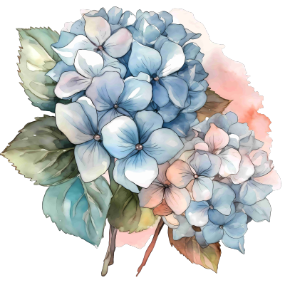 水彩淡色绣球花透明背景PNG素材