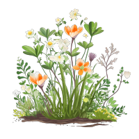 春季小花植物插画素材