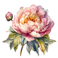 绚烂的牡丹花水彩插画设计元素