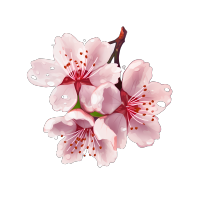 手绘绽放的唯美樱花花瓣素材