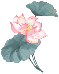 手绘唯美绽放的荷花插画