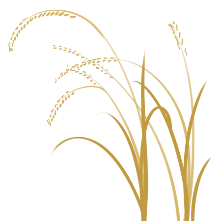手绘金黄色的麦子插画