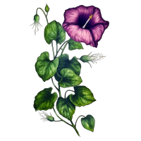 牵牛花彩墨风格高清图形设计素材