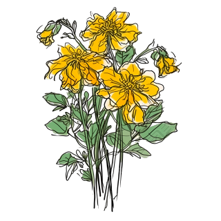 黄色花束插画风格PNG图形素材