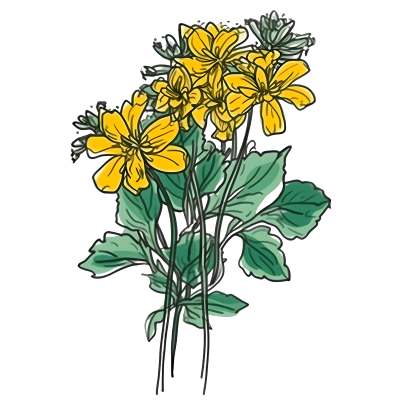 插画鲜花黄色花束透明PNG图形素材