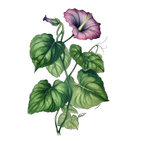 古风早晨牵牛花透明PNG插画