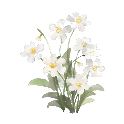 优雅水彩手绘白色花卉素材图