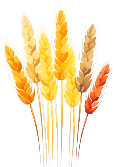 黄澄澄的小麦谷物和麦穗图形设计