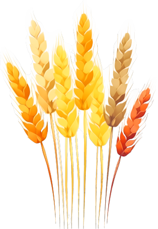黄澄澄的小麦谷物和麦穗图形设计
