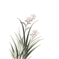 古色古香兰草PNG图形素材