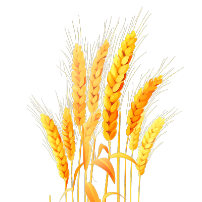 自然主题的农业设计小麦纹理图