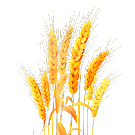自然主题的农业设计小麦纹理图