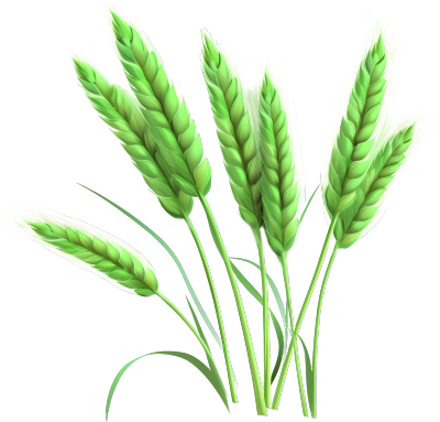 绿色小麦穗高清透明背景商业可用