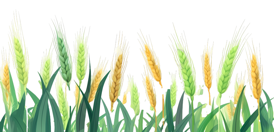 绿色小麦创意设计元素PNG图形素材