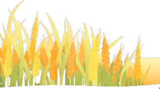 金黄成熟麦田透明背景图形素材