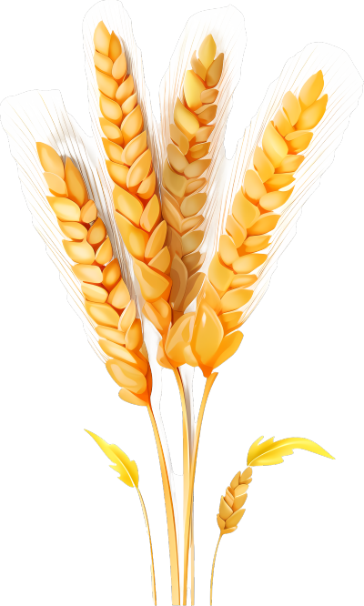 谷物艺术黄澄澄的小麦素材图