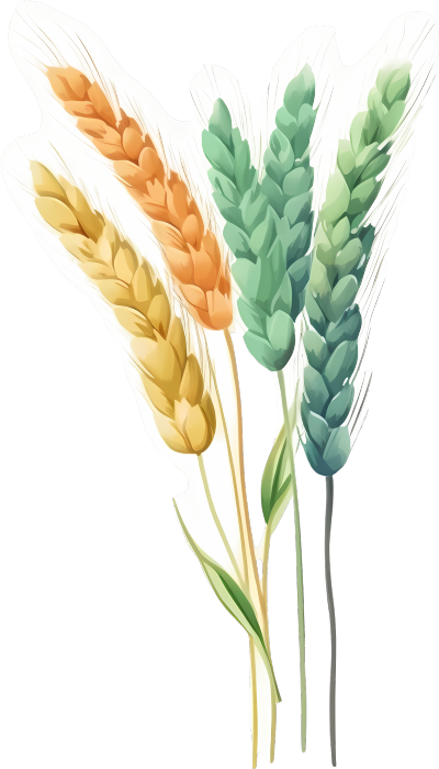 彩色麦穗植物图形素材