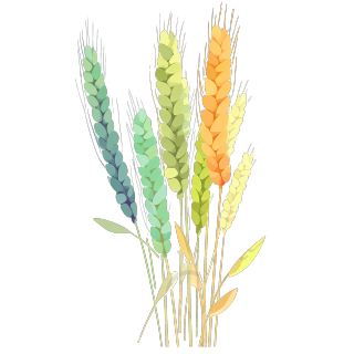 小麦麦穗高清图形素材