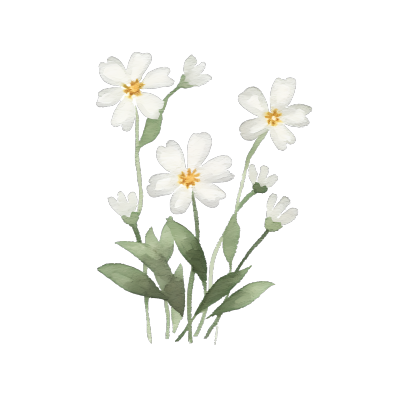 设计装饰白色花卉创意图