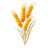 丰收季节的小麦农田素材图