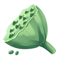 手绘绿色渐变莲蓬莲子插画PNG