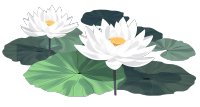 清新白莲花PNG图形素材