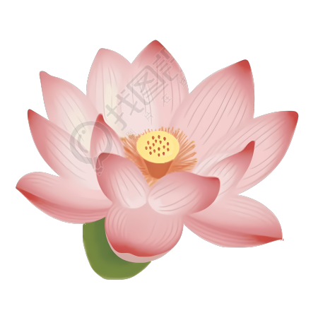 美丽灿烂的荷花创意素材