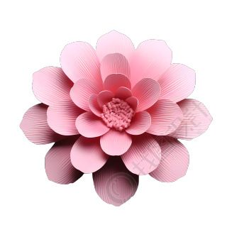 绽放的粉色花朵PNG插画