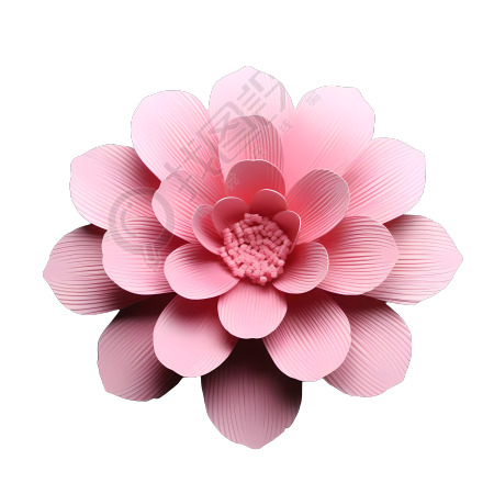 绽放的粉色花朵PNG插画