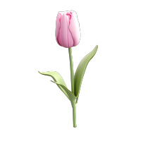 可爱的郁金香花苞png素材