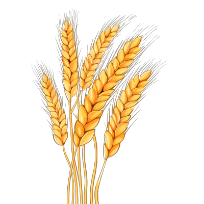 手绘成熟的小麦PNG插画