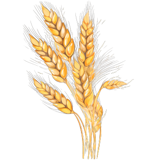 高清透明小麦PNG创意插画