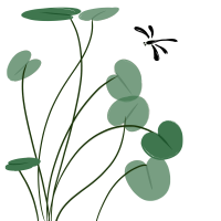 荷叶与蜻蜓