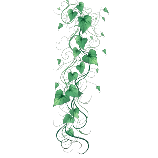 手绘绿色藤蔓PNG图形素材