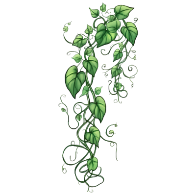 手绘植物藤蔓插画图形素材PNG透明背景商业设计元素