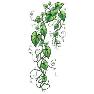手绘植物藤蔓插画图形素材PNG透明背景商业设计元素