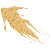 手绘人参药材插画设计元素