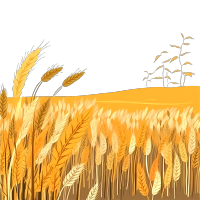 手绘插画金色麦田PNG素材