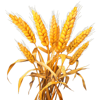 金黄色小麦穗PNG图形素材