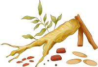 手绘几种药效不同的草药插画