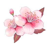白底粉色樱花插画