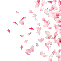 白色背景粉色樱花插画