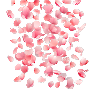 透明背景粉色花瓣素材