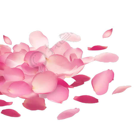 粉色花瓣透明背景PNG元素