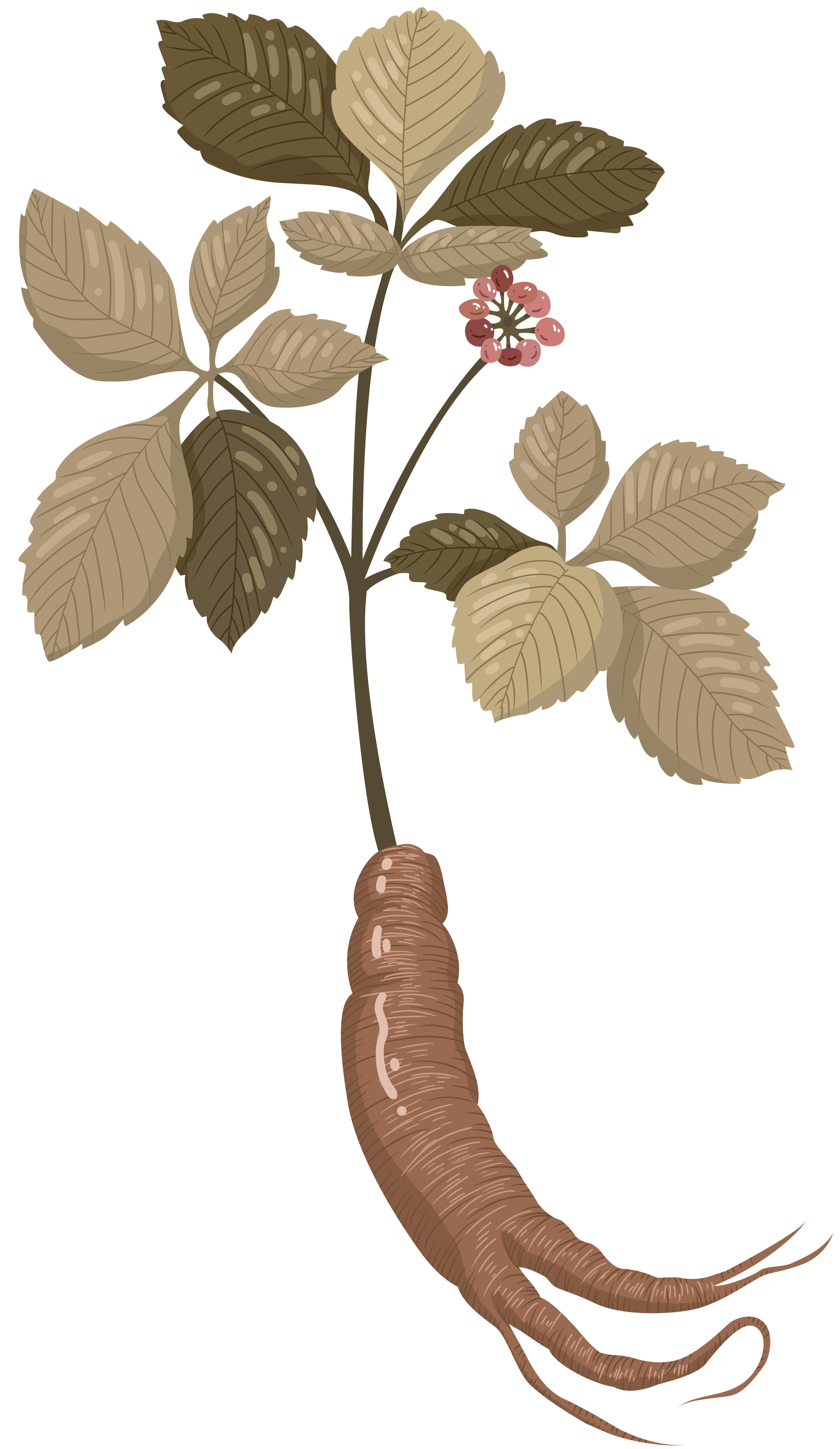 中药元素人参素材插画