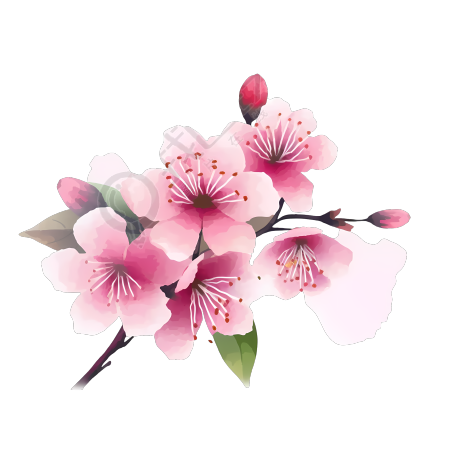 粉红樱花插画设计